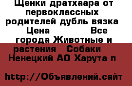 Щенки дратхаара от первоклассных  родителей(дубль вязка) › Цена ­ 22 000 - Все города Животные и растения » Собаки   . Ненецкий АО,Харута п.